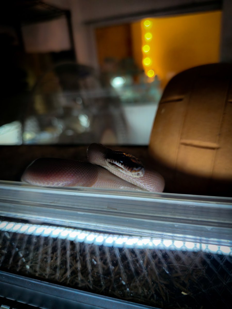 Reptile_Academy's tweet image. หนูสวยมั้ยคะพี่~~
#ReptileAcademy
#Whitelippedpython
#ไวท์ลิปไพธ่น
#เลี้ยงงู