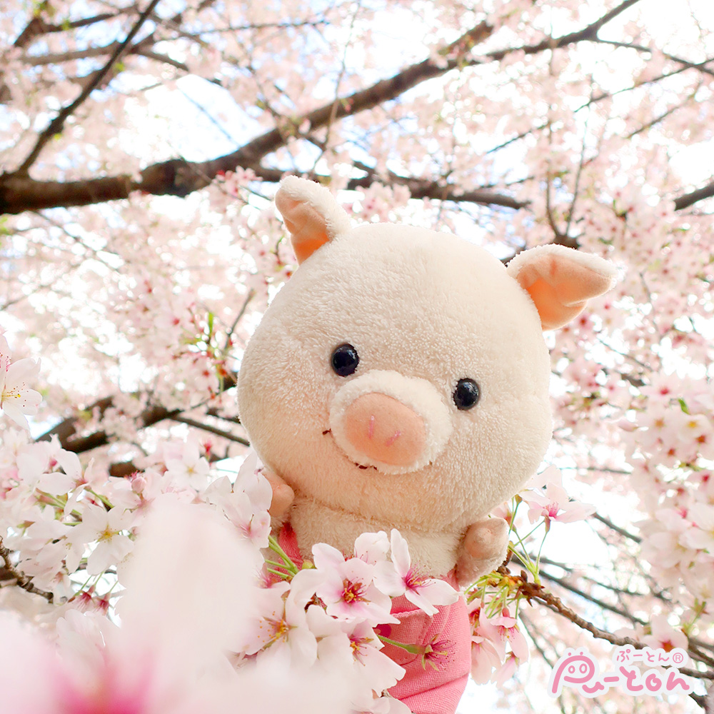 puuton_ndi's tweet photo. 🌸満開の桜とぷーとん🌸

#ぷーとん #花見 https://t.co/TY24l9ONu4