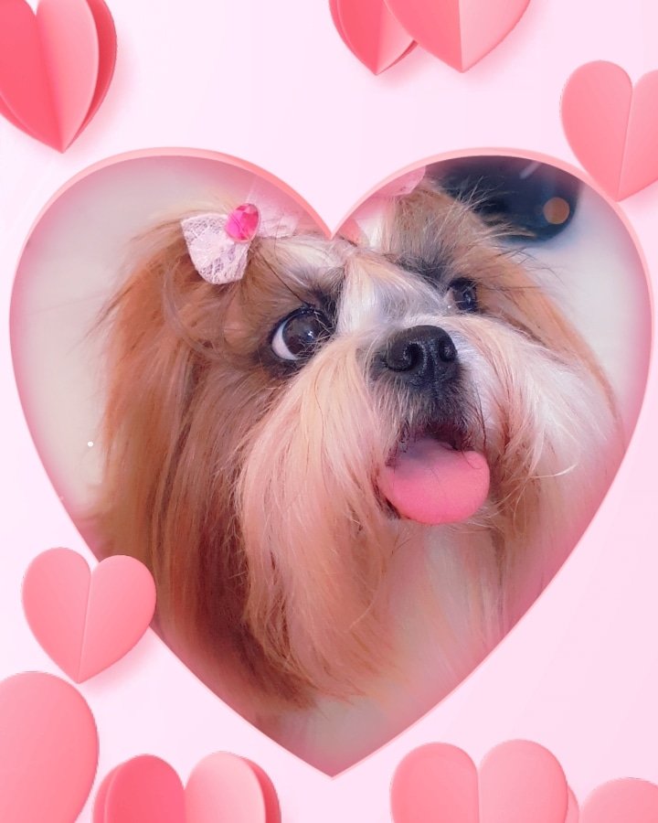 renatacolace's tweet photo. #Classifique o seu pet
raça: shitzu
nome: Manuela
beleza: 10/10 principalmente os pêlos
inteligência: 8/10
raiva: 0/10 calma porém dominante
já mordeu alguém: nunca
gosta de passear: muito
apelido: Manu https://t.co/k3ltG0dpXi