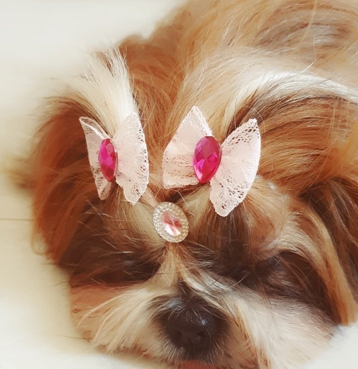 renatacolace's tweet photo. #Classifique o seu pet
raça: shitzu
nome: Manuela
beleza: 10/10 principalmente os pêlos
inteligência: 8/10
raiva: 0/10 calma porém dominante
já mordeu alguém: nunca
gosta de passear: muito
apelido: Manu https://t.co/k3ltG0dpXi