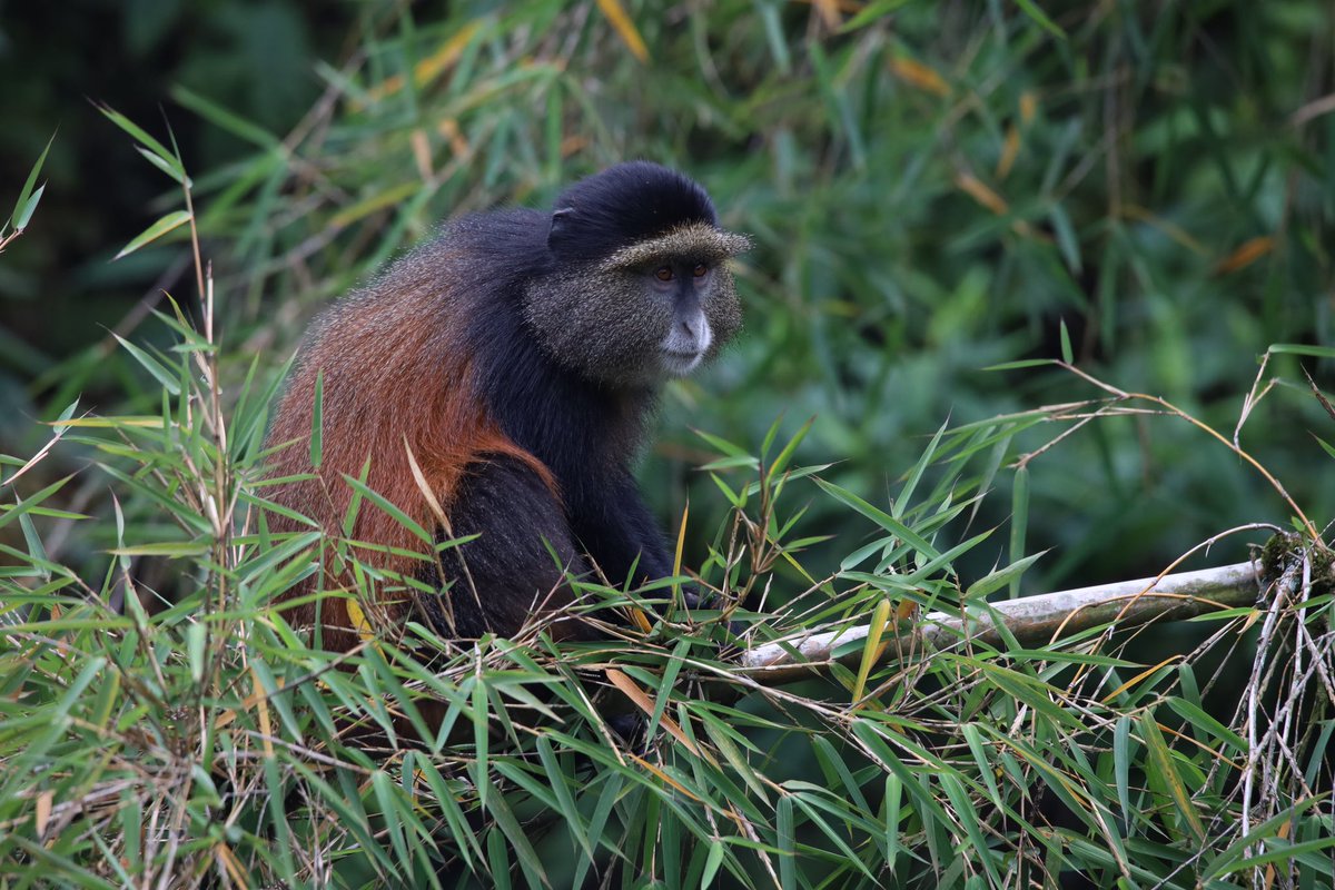 Jeanmariewild's tweet photo. #Rwanda’s nature beauty in all angles https://t.co/OWSBbJvpDH