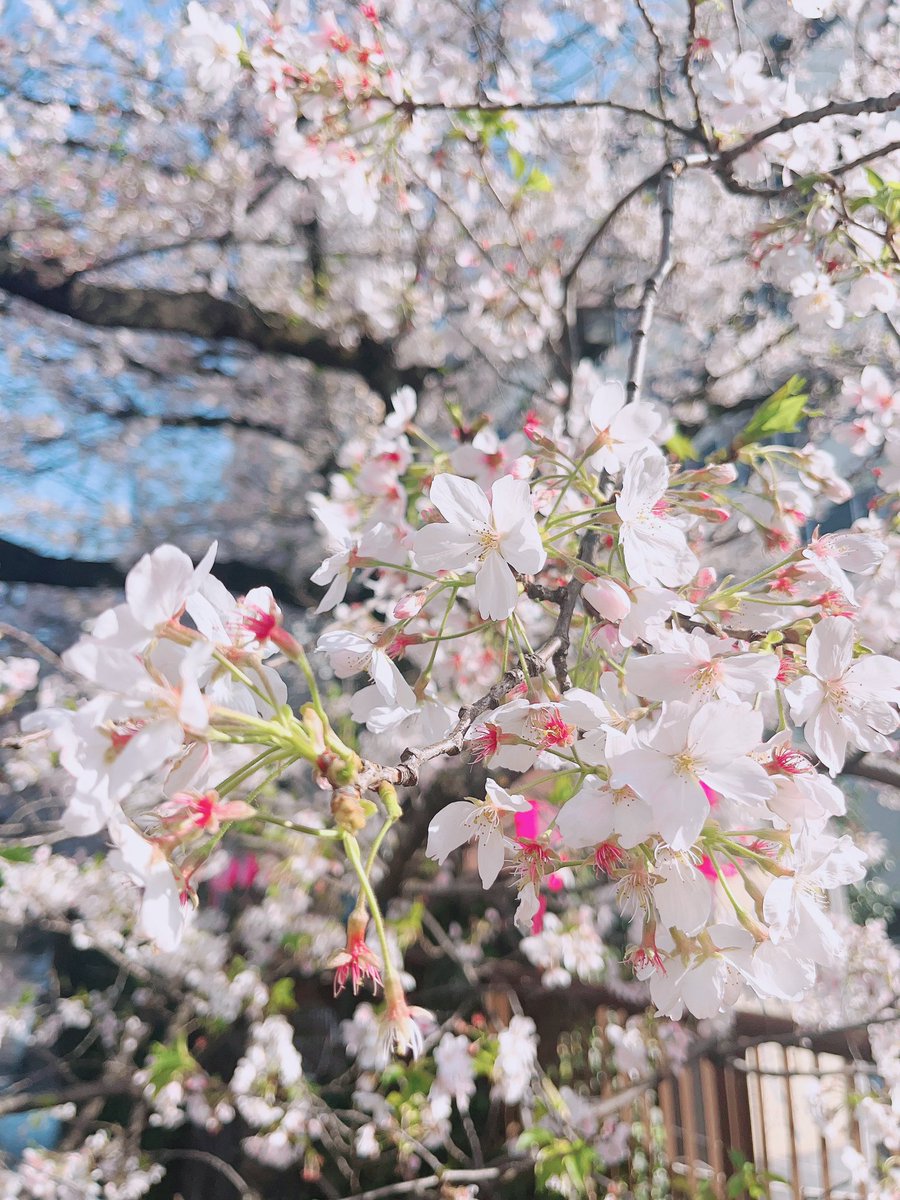 🌸🌸 Spring 2023 🌸🌸
.
.
.
#cherryblossoms #sakura #cherryblossomviewing #sakuraviewing #japan #tokyo #nakameguroriver #pink #instaphoto #instadaily #instapic #instapicture #potd #photooftheday #ootd #outfitoftheday