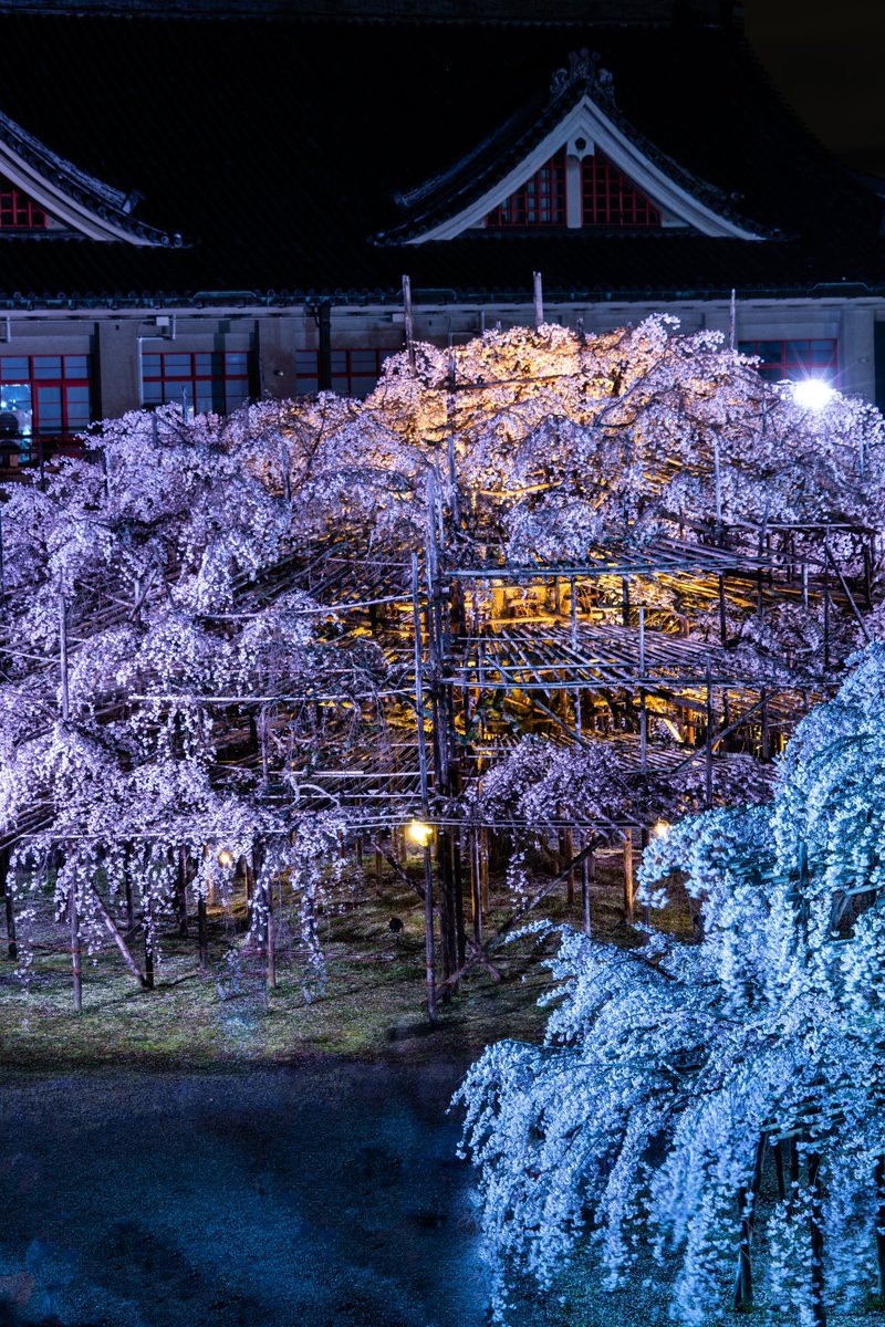 今年も天理の桜がライトアップされました！