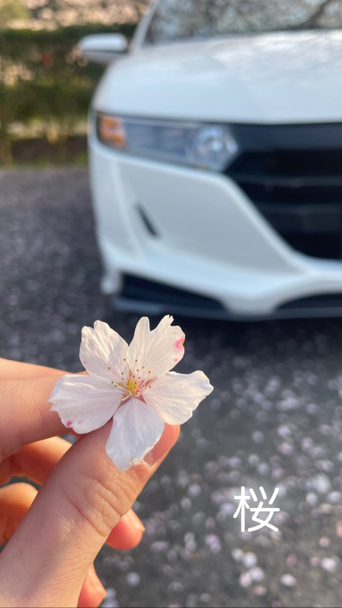 今年も桜