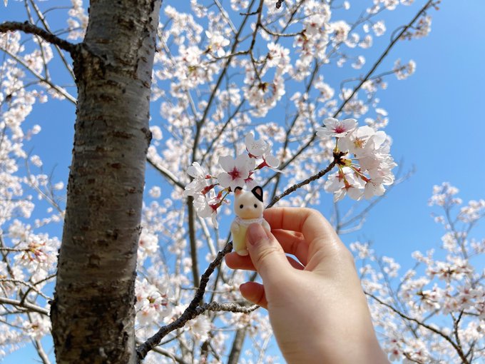 友達とお花の写真を撮りにいきました!新しい赤ちゃんをお迎えし、写真も沢山撮れて満足です 