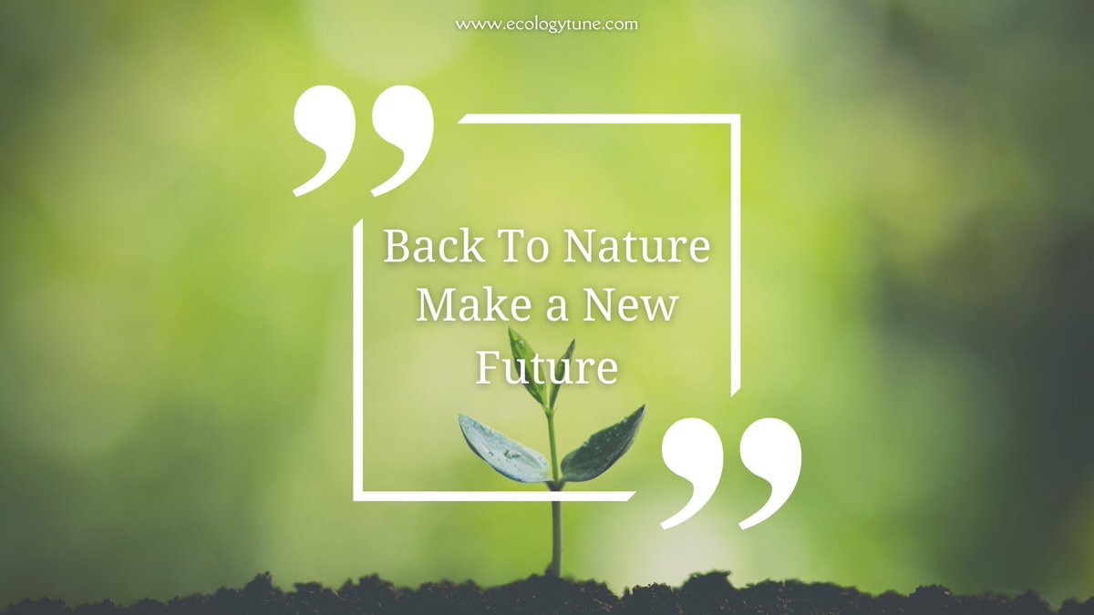 Small #ecology choices can lead to #bigmpacts for our #planet ! Here are some simple #ways to #MakeADifference: bring your own #reusablebags,#conserveenergy, and choose #sustainableproducts. Let's work together to create a #greenerfuture!
 #ecofriendly #sustainability #Green