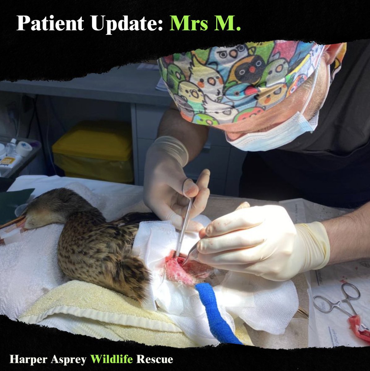Mrs M, our lovely mallard, had a complex operation to remove  the pieces of the shot from her leg and is now recovering. Wish her well  by sharing our work and supporting us here so that we can help more wildlife hawr.co.uk/2021/10/14/don…
