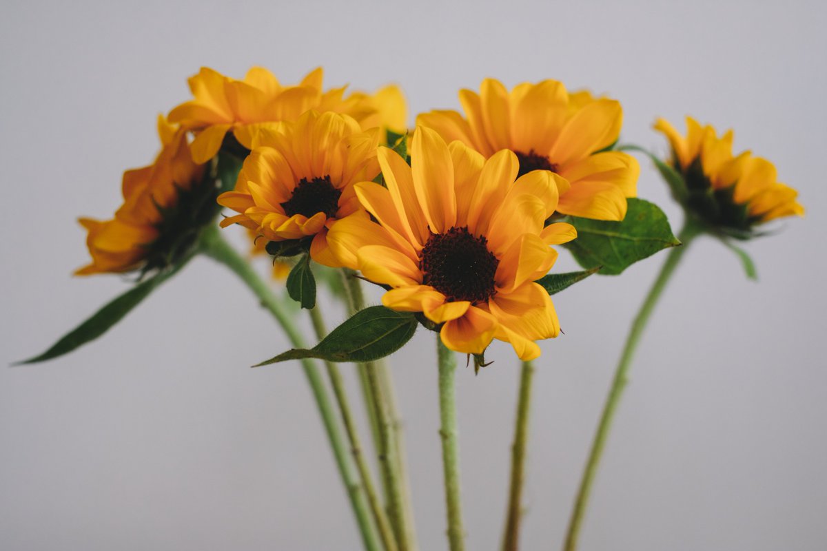 shiro_graphy's tweet photo. 小ぶりなヒマワリ🌻
#fujifilm_xseries #xf35mmf14 https://t.co/zu6wmWOKfq