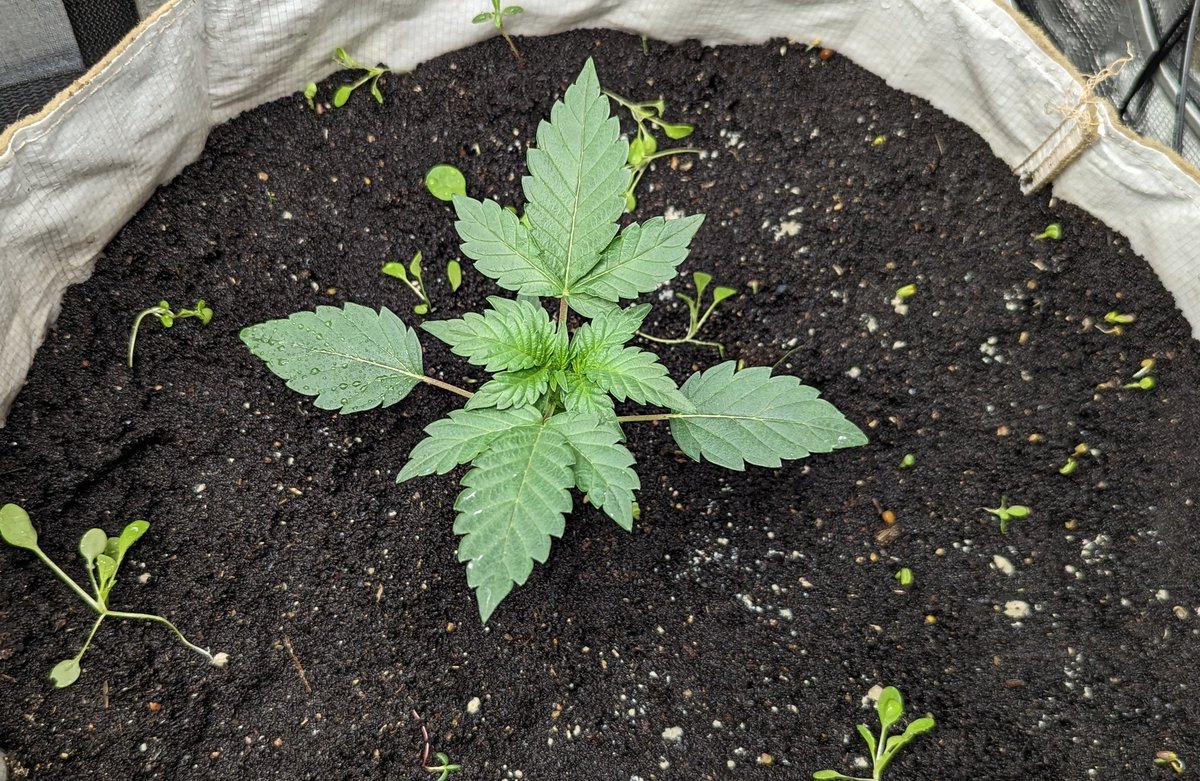 Gammathon by #DarkOwl is a chubby little baby.