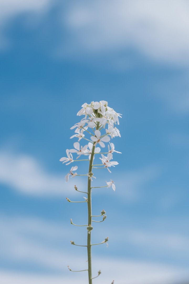 #blue #white #fujifilm_xseries #fujifilmxt4 #flowers