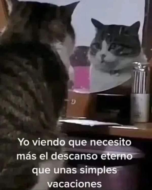 AGoodUniversity's tweet photo. El MOOD de hoy 🤧🥺
#ultimasemanadevacaciones https://t.co/lqorDwzD6X
