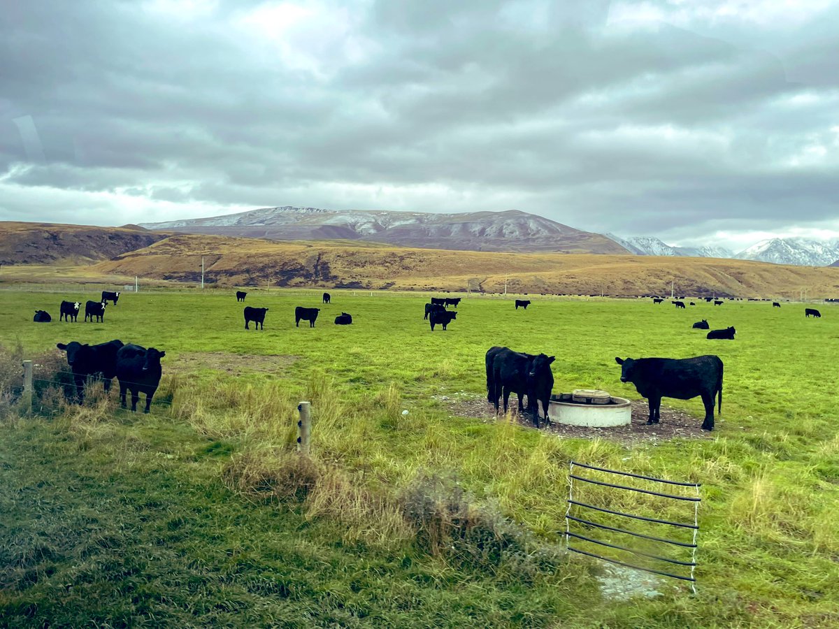 Great to be back in NZ seeing some of the great sheep and beef producers. <a href="/nuffieldaust/">Nuffield Australia</a>