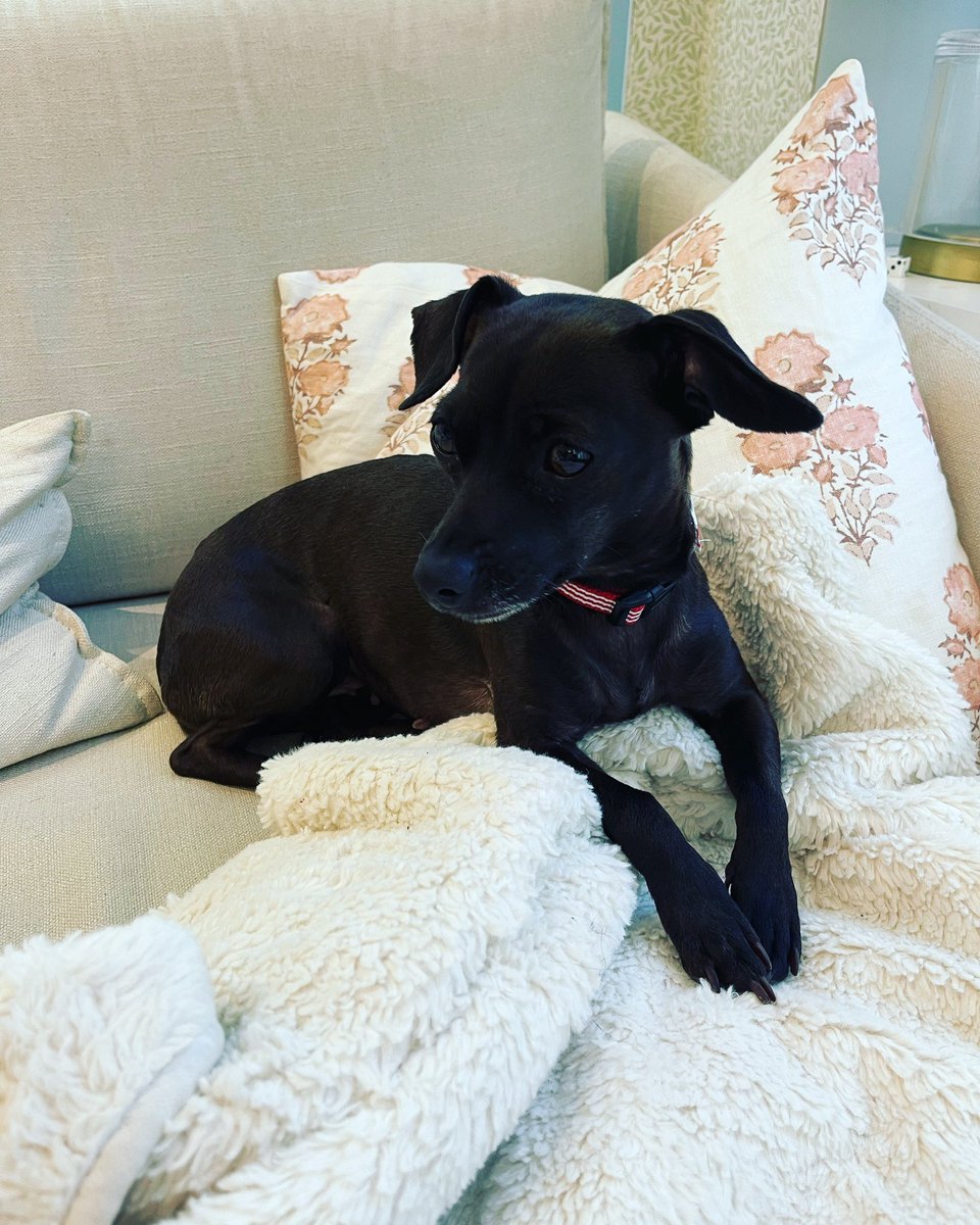 So many friends said dogs are a huge pain, and they probably are, and also…I think some forced slowing down, inconvenience, irritation even, and love for a dependent creature is a spiritual growth point in my family’s life right now. Here’s hoping we can meet it well!