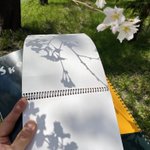 桜の木からのメッセージ？!スケッチブックに写る影が美しい!