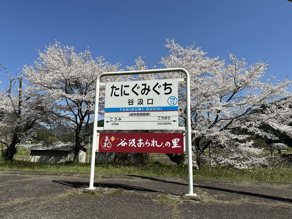 普段全く人のいない谷汲口駅
桜の季節は凄い人が
訪れる