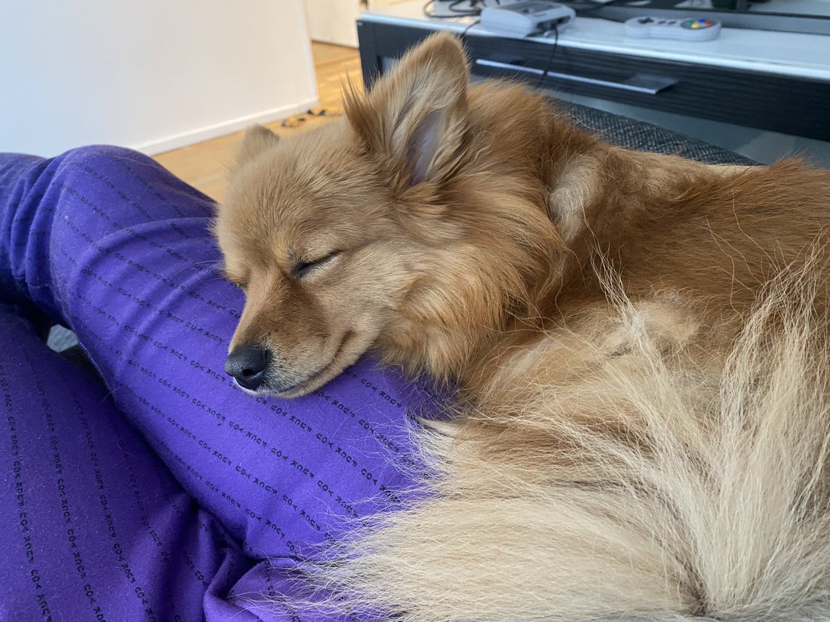 JSomerstone's tweet photo. @kefimochi Her name is Ella, this is a rare picture of her being calm. https://t.co/P8VUhS55jS