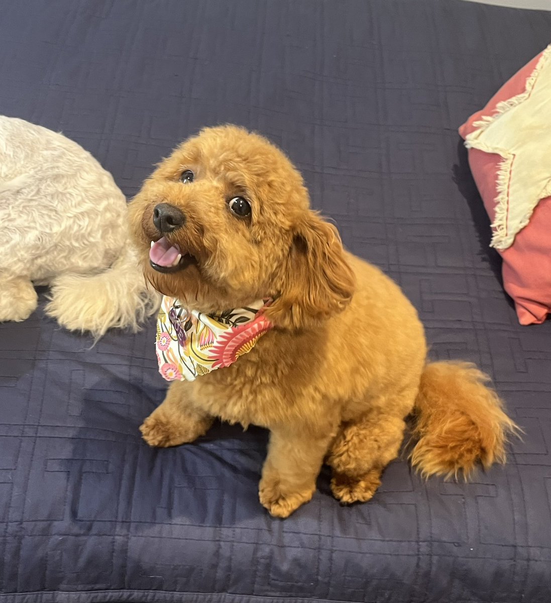 PMDkat1's tweet photo. Zoe got a fresh cut (ignore Gilbert’s ass) https://t.co/AuYCr3cXSy