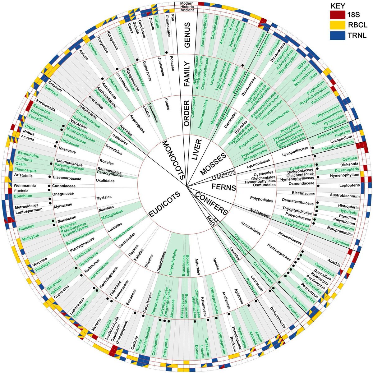 LCR_LTEL's tweet photo. New dietary study led by Alex Boast on coprolites and historic scats from endangered kākāpō identifies #palaeoecological surprises among the 24 Orders, 56 Families, and 57 native plant genera unrecorded in their modern diet #kakapo #metabarcoding #pollen https://t.co/udBBnGE1H1 https://t.co/FHRYuaG0NA