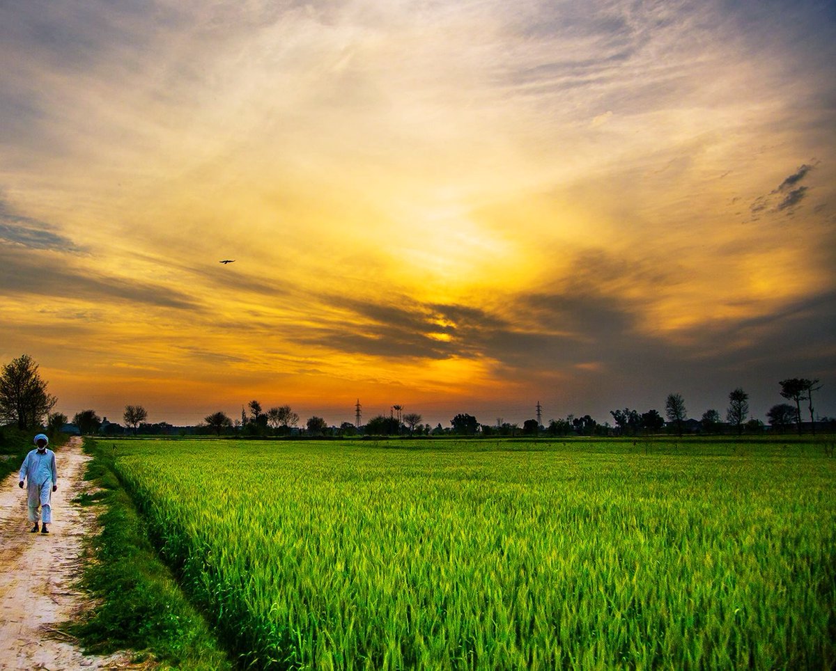 VeryIntereste10's tweet photo. The Masculine urge to quit the urban centers, buy acres of farming land, toil in it yourself, eat what you grow, have 25 children, 3 wives, pray, learn and teach the God’s Word in the small village mosque, and grow old playing with your great grand children. https://t.co/1V2cFk5C8B