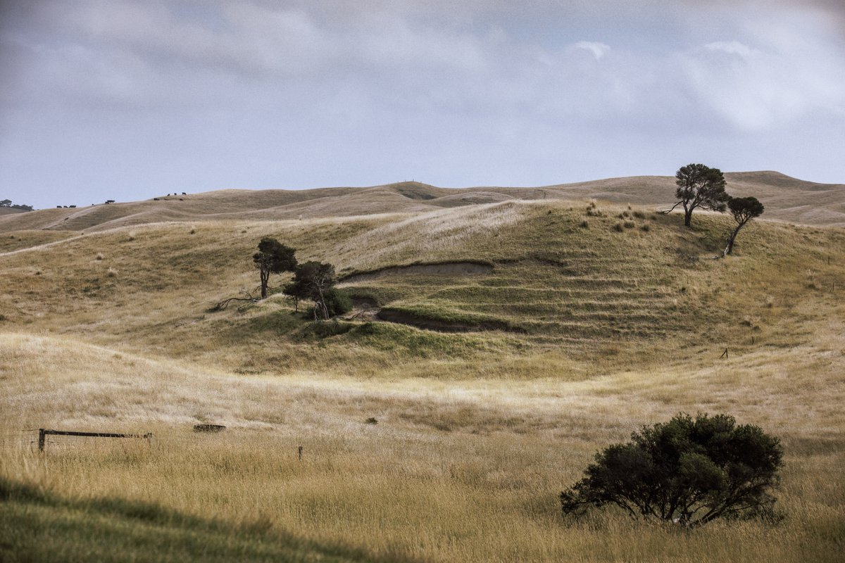 Contours Golf tweet media