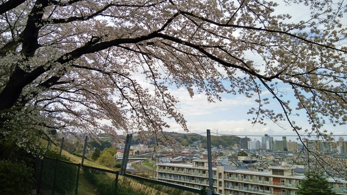 昨日は一日空いていたので、先週出先で見掛けた配送車を頼りに多摩市の小山商店さんへ十四代の抽選販売に参加した他、目当ての手