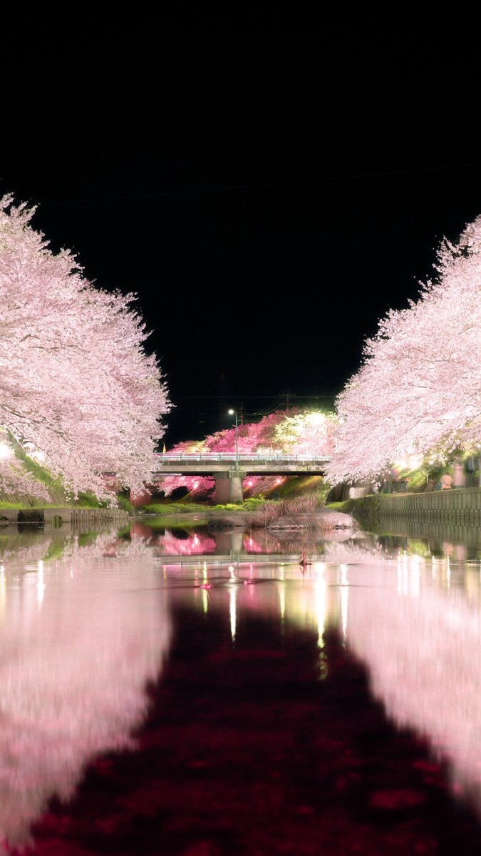 I_am_tsuru's tweet photo. 山口の桜は日本一 https://t.co/ycHUvnf8Nv