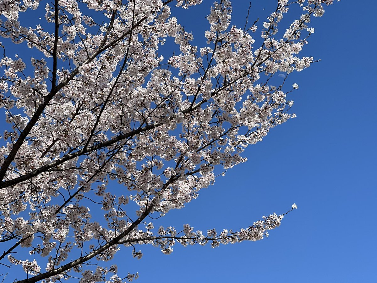 Futureprotect_1's tweet photo. お昼休憩中に見つけて思わずパシャリ📸
午後も頑張りましょう💪
#桜
#FutureProtect https://t.co/Z3nnrYm96u