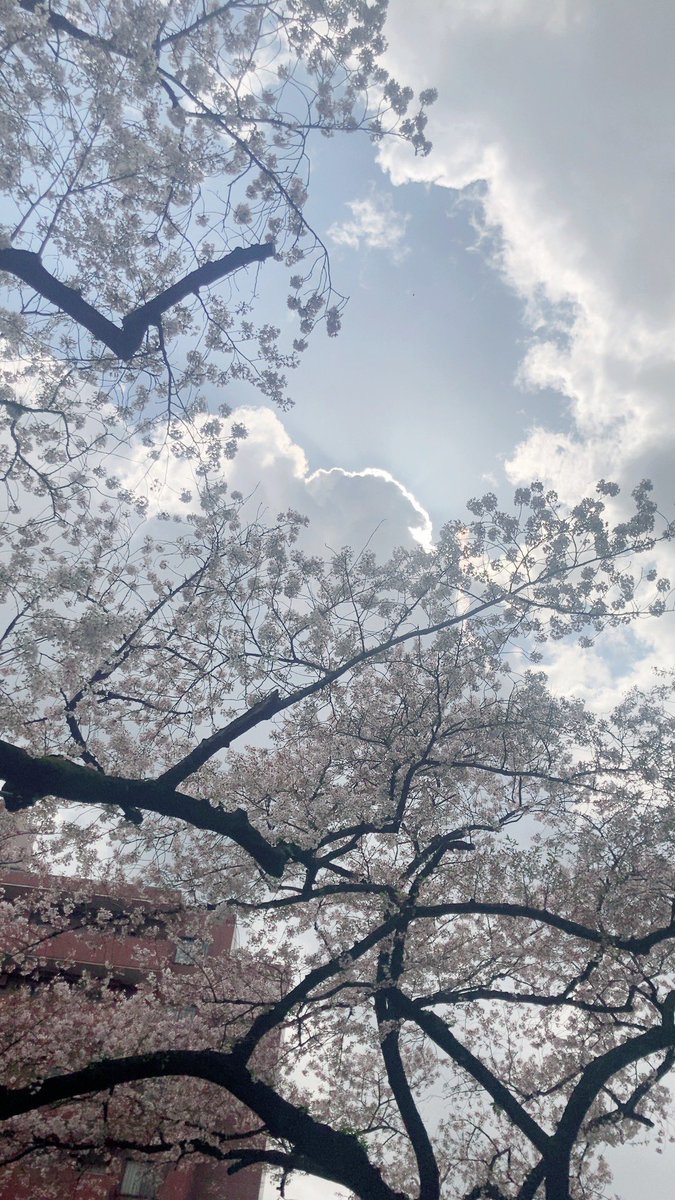 「雲が多くて光の当たり方がころころ変わるのが面白い 日が当たるとピンクでかわいい 」|野月 びおのイラスト