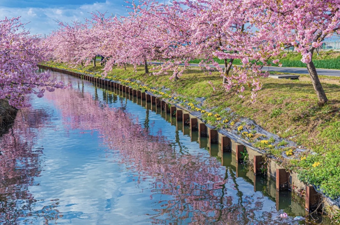 ratihputri2001's tweet photo. 松阪市笠松町の農業水路沿いに約1.5kmの河津桜並木がある場所。
河津桜の本数は約350本で、水路を囲むような桜のアーチを見ることができます🌸
ソメイヨシノよりも風で花びらが散りにくいため、3月中旬頃までお花見を楽しむことができます☺��

📍#笠松河津桜���ード / #三重県 https://t.co/Q5VDg15g8P