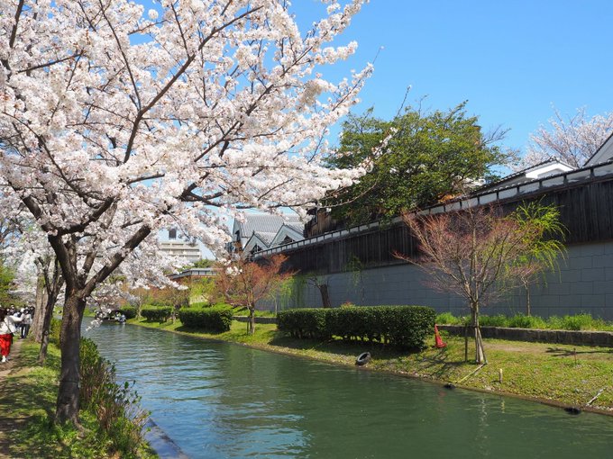 【伏見の春、満開】宇治川派流の桜が見頃！そんな中、酒蔵を眺めながら十石舟が進んでいます。また、伏見であい橋は、映画「君の