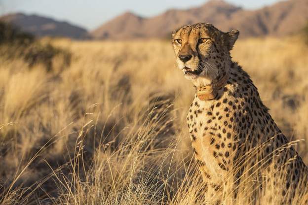 BBCAfrica's tweet photo. A cheetah that was flown to India from Namibia last September has died. 

Namibia's environment ministry spokesperson Romeo Muyunda said the cheetah, aged five, died of kidney failure.

More here: https://t.co/yplMF2GcoC https://t.co/Za2aH5MLVP