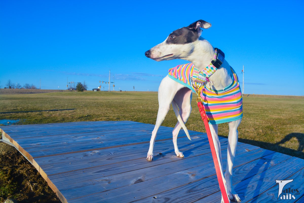 Spring Spotted...

talesandtails.com/wordless-wedne…