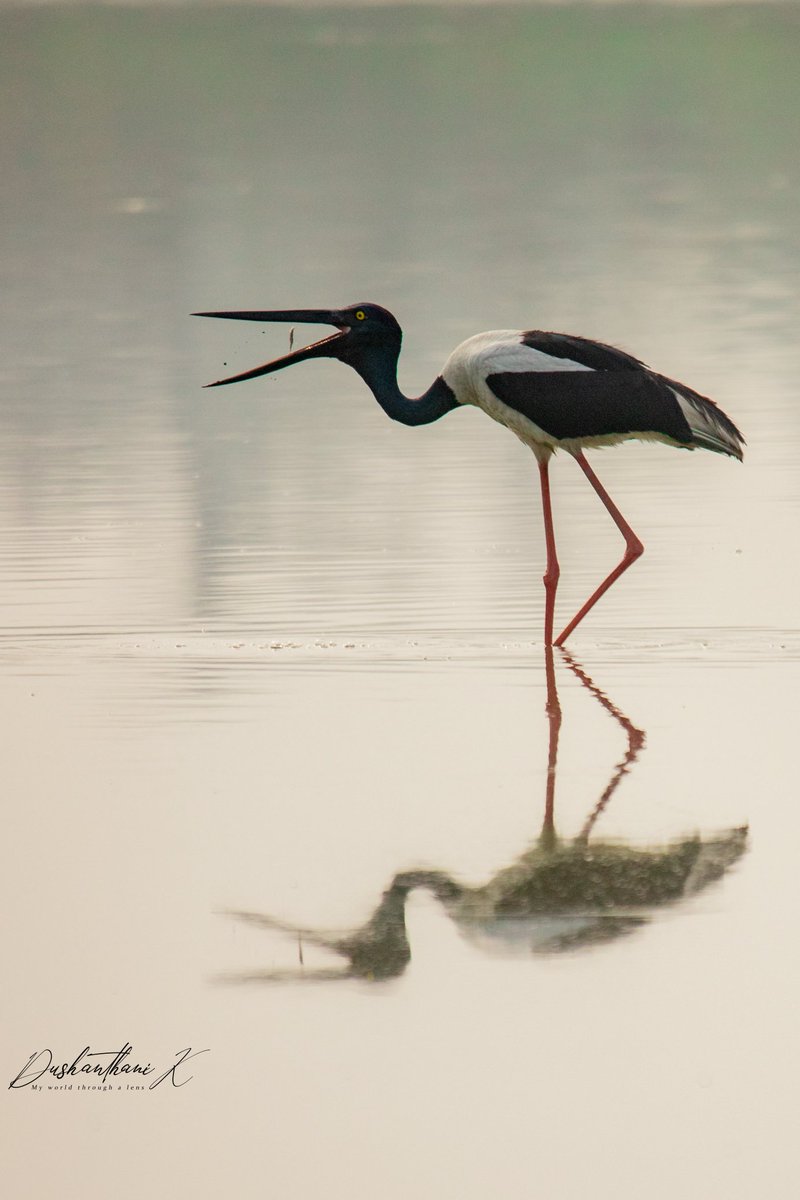 Dush18's tweet photo. Snack at the point of consumption. Black necked stork in Kaziranga Natoinal Park. (Pic Feb 2021)
#birds #wildlife #BirdsOfTwitter
#birdphotography #nature
#NatureBeauty #birding #birdwatching #ToeholdPhotoTravel #Travel
#travelling #wildlifephotography https://t.co/Mbpj0PUgeM