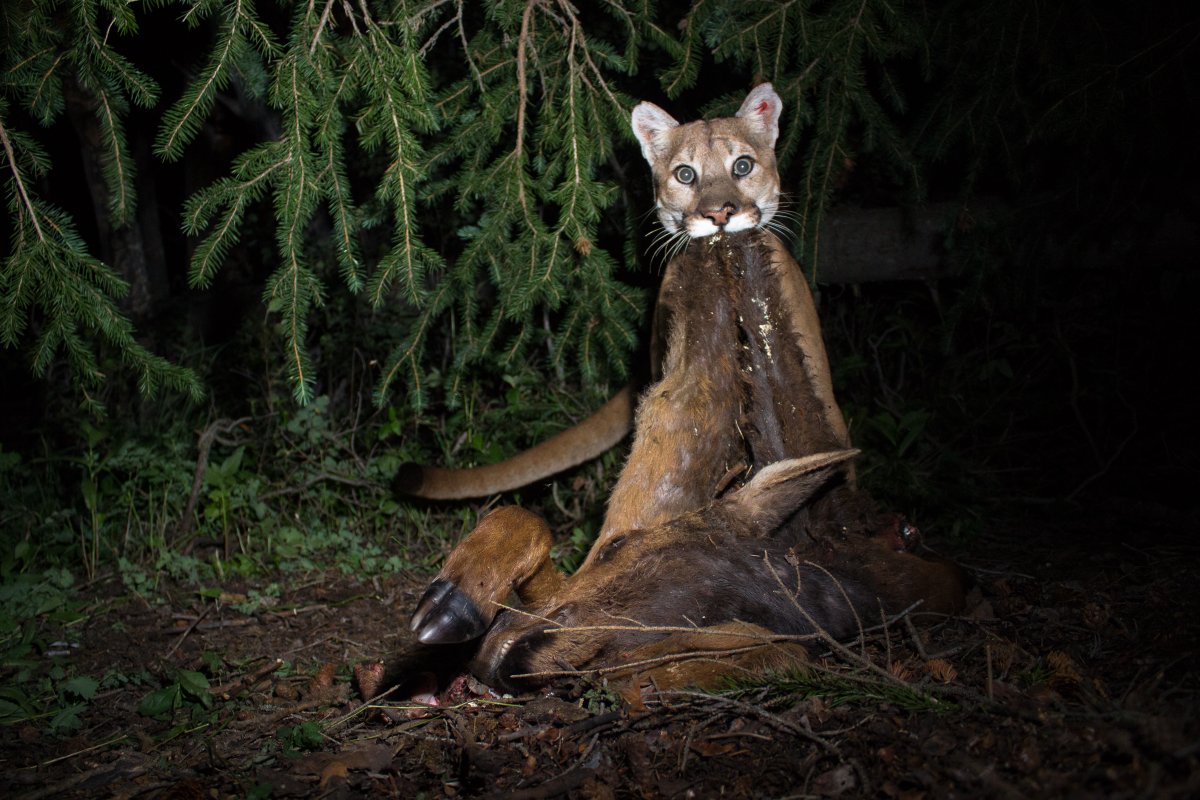 퓨마는 좋아하는 단골사냥터가 있다. 거기서 먹이의 사체는 분해돼 토양에 영양분을 공급하고 풀이 잘 자란다. 이 풀을 먹으러 먹잇감인 초식동물이 몰려든다. 퓨마는 사냥터에서 텃밭을 일구는 셈이다. 
hani.co.kr/arti/animalpeo…