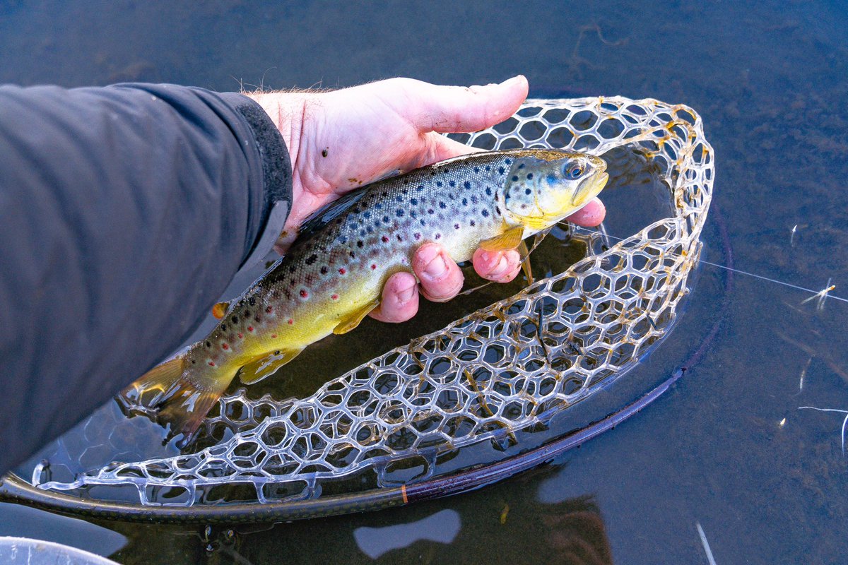 samjezak's tweet photo. Happiness is a predawn snowshoe/fly fishing combo, punctuated by a winter brown. https://t.co/ouDjWNgw23