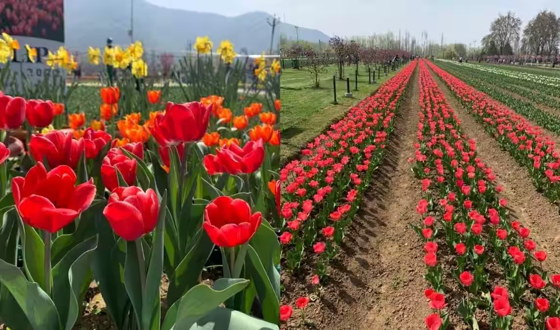 More than one lakh tourists have so far visited Asia's largest #TulipGarden in #JammuAndKashmir in the first seven days of its opening. 
#KashmirTourism #AaoKashmir #dekhoapnadesh @amritabhinder @incredibleindia @JandKTourism