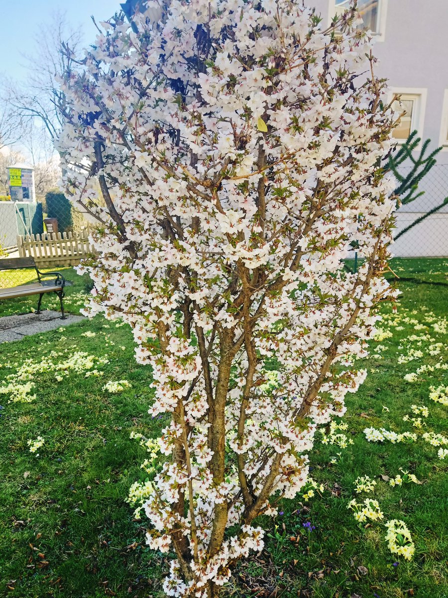 Beauty1inNature's tweet photo. Beautiful Spring🌼🌱 time #spring #springtime #awesome #nature #naturebeauty #flowertree #whiteflowers #flowers #flower #feelgood #maha https://t.co/3J2u5x6VC9