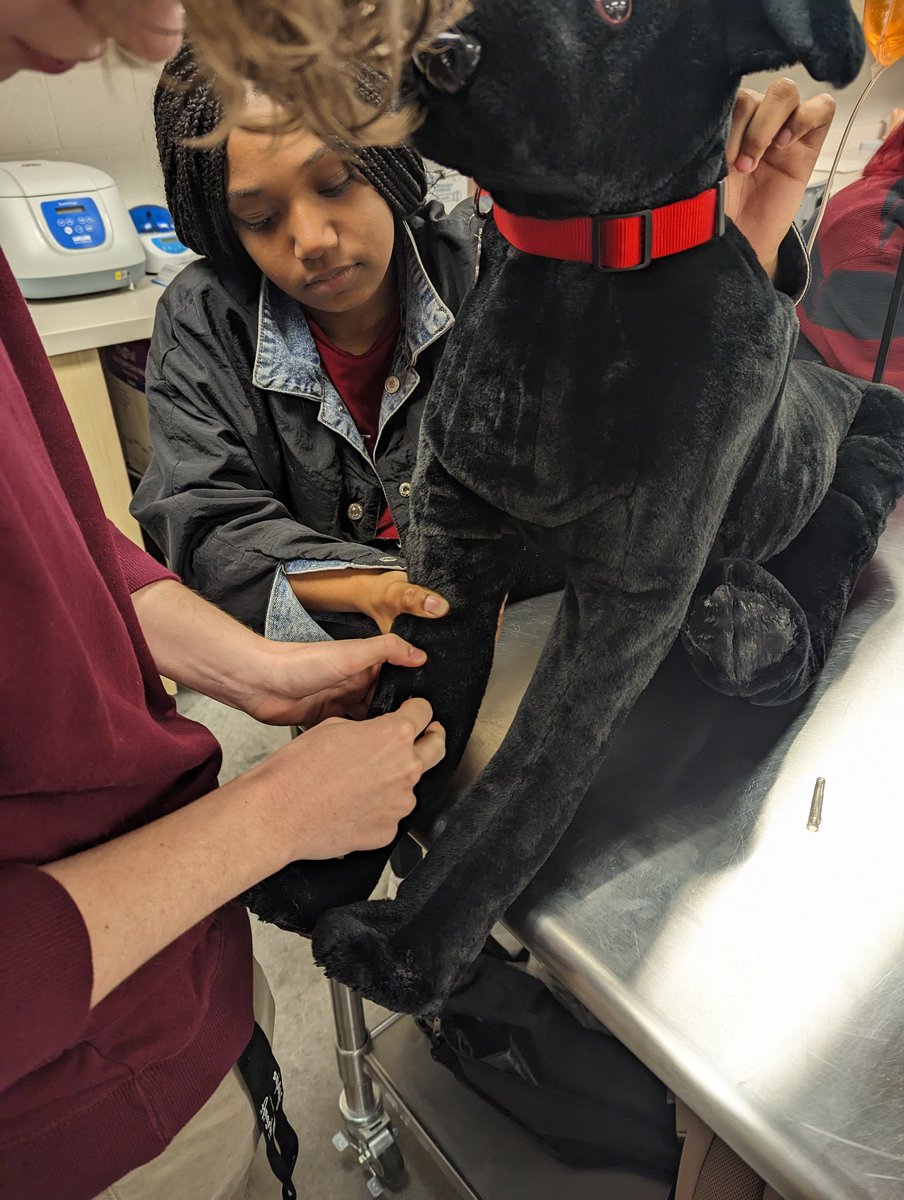 OATCAnimal's tweet photo. Veterinary Assisting students learning restraint and venipuncture on one of our canine models! Awesome hands on experience.  @RoadrunnersOATC @OlatheCTE https://t.co/X1gKgCAgQL