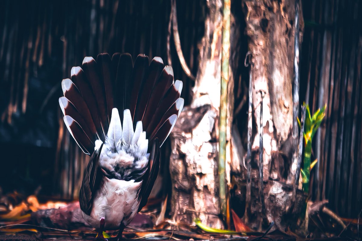 ezacktphotoz's tweet photo. #birdphotography #bushchooks https://t.co/KmEyhLOhPx
