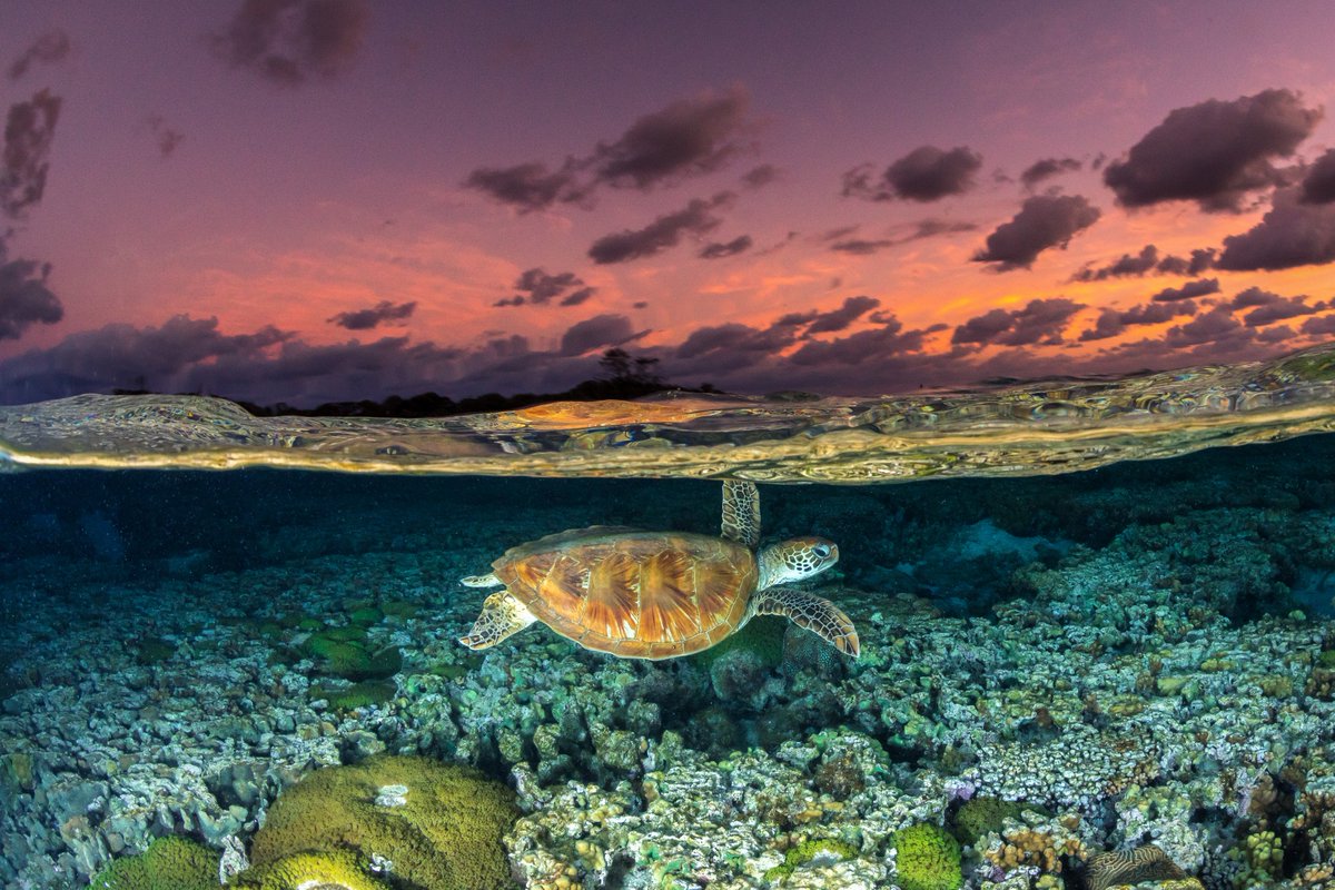 Join us online to learn about how Australia's coastlines are being restored, with our curator <a href="/cayleighb_/">Cay-Leigh B</a> 
Hear from SeaSim by <a href="/aims_gov_au/">Australian Institute of Marine Science</a>  <a href="/UTAS_/">University of Tasmania</a>  NSW Marine Estate &amp; <a href="/tarongazoo/">Taronga Zoo</a>
Tue, 11 Apr 4PM AEST
Register for FREE: bit.ly/3TMn2em
📷Jordan Robins / Ocean Image Bank