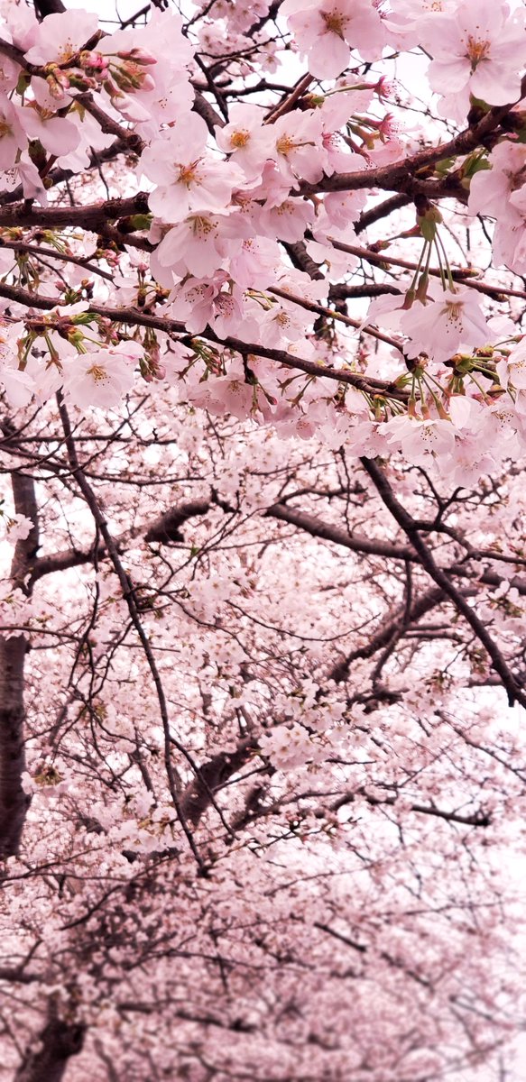 「いつの間にか桜が咲く季節になっていました今年がもう4分の1終わるって…コト!? 」|もねこのイラスト