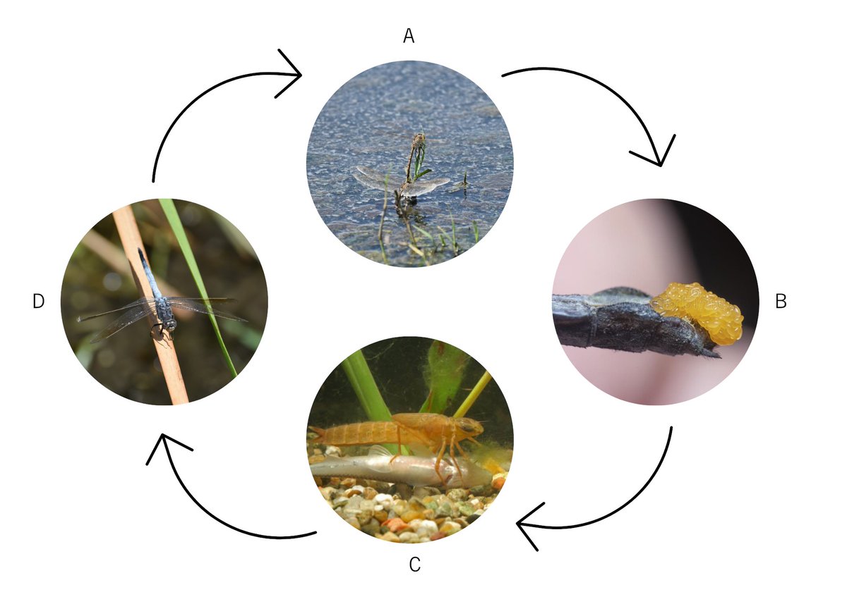 Did you know that there are over 300 species of dragonfly in Australia? In Issue 33 we explain the importance of invertebrates and the dragonflies lifecycle.

tinyurl.com/2p8jmpxk

#UNE #theCEWH