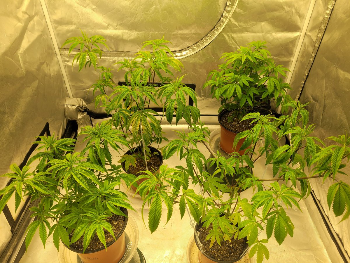 thescot33's tweet image. #DayZERO 12/12 Set