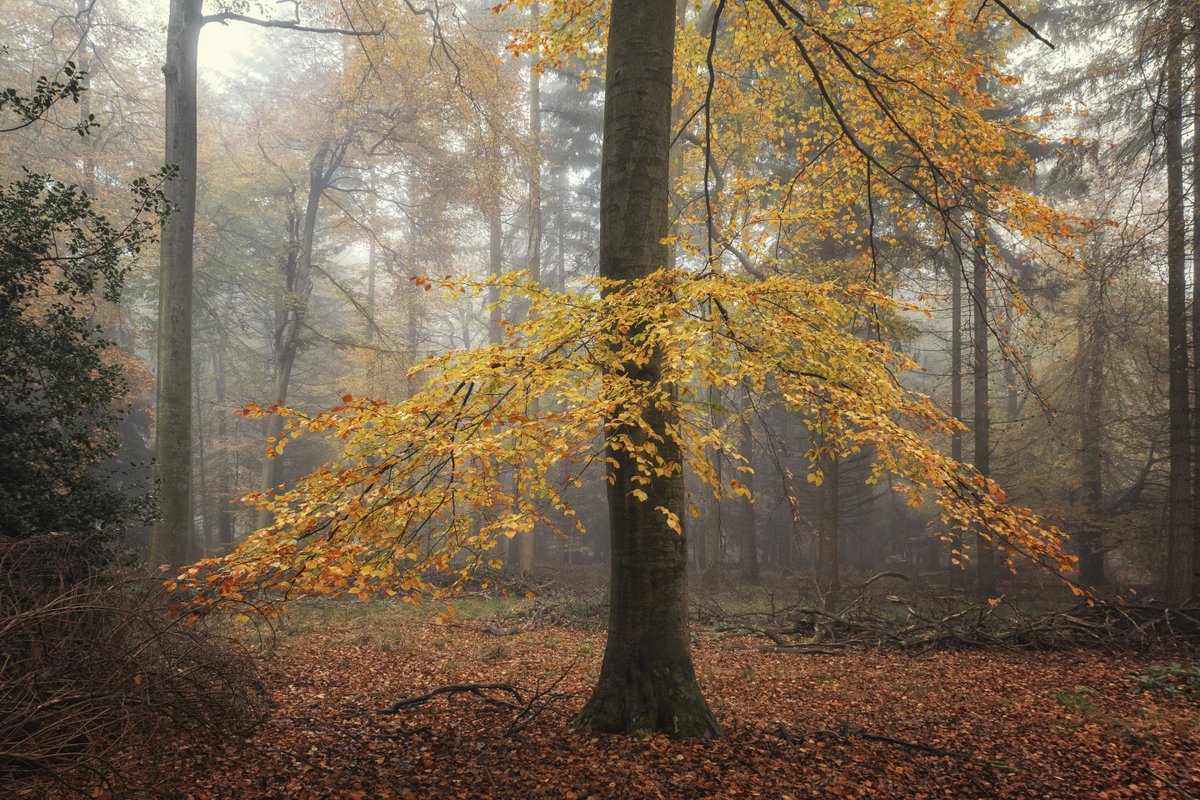 GM all and some more autumnal delights from Barnes's Grove, Buckinghamshire. #Trees #Woodland #NaturePhotography <a href="/ThePhotoHour/">#ThePhotoHour</a>