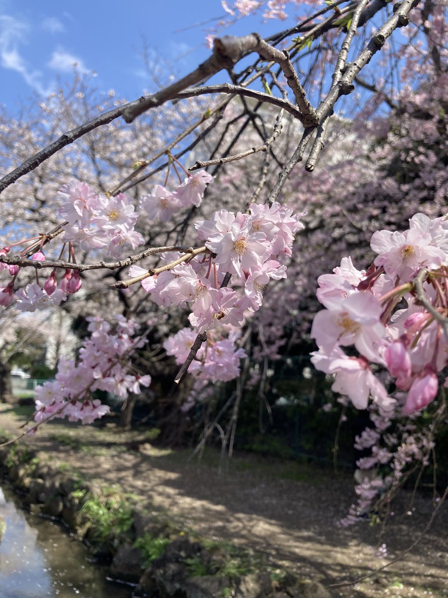 mochi_aco's tweet photo. 天気が良かったので仕事サボって少し花見🌸 https://t.co/0EXasDu3mc