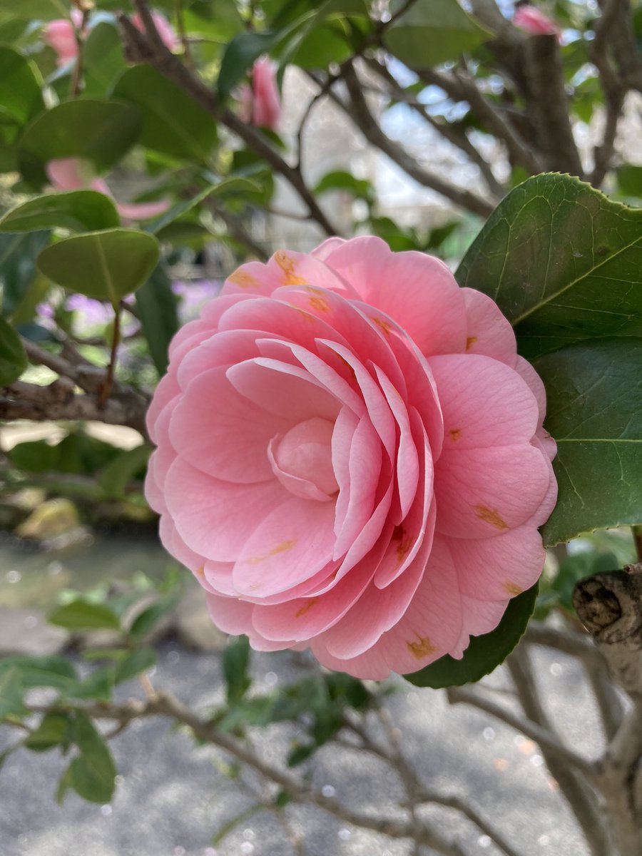 mochi_aco's tweet photo. 天気が良かったので仕事サボって少し花見🌸 https://t.co/0EXasDu3mc
