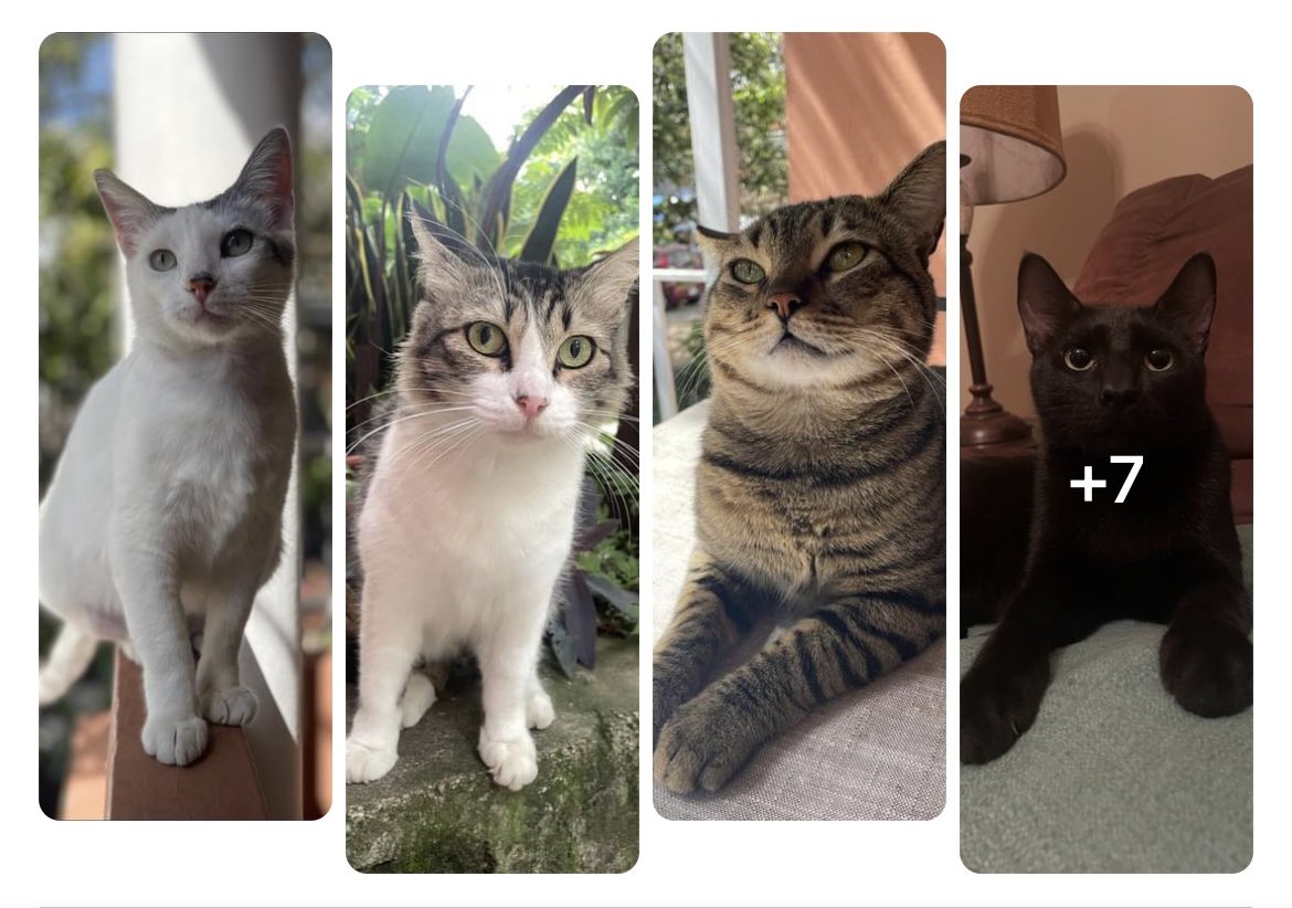 JulieAstros's tweet photo. Gatitos en adopción en📍Tegucigalpa. Pueden ver los detalles en mi publicación en Facebook: https://t.co/SDSjfGrMN4 😄

#Gatos #Adopción #Honduras #Tegucigalpa #Rescate #Gatito https://t.co/QEpYMIXX0L