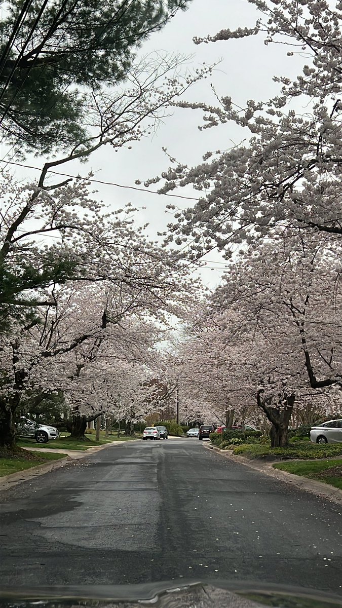 malihazargham's tweet photo. A delightful walk through the Kenwood area, #springtime #cherryblossoms bloom is literally breathtaking! 🌸🌺🌼 #dcdiaries 🌸 #SpringItOn https://t.co/tRnIw7XjFg