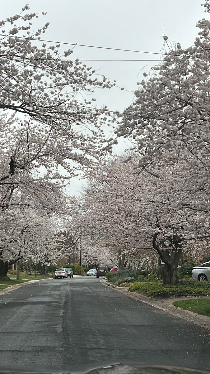 malihazargham's tweet photo. A delightful walk through the Kenwood area, #springtime #cherryblossoms bloom is literally breathtaking! 🌸🌺🌼 #dcdiaries 🌸 #SpringItOn https://t.co/tRnIw7XjFg
