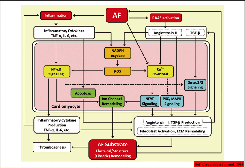 Punit on Twitter "Telmisartan Olmesartan AntiHypertensives 📸1